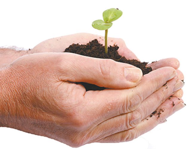 Fall Plant & Seed Festival set to help community gardens and residents restore landscaping and home gardens after Hurricane Ian